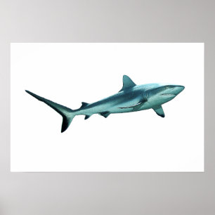 Reefshaj - Abstrakt design - Utklippt ur ett foto  Poster