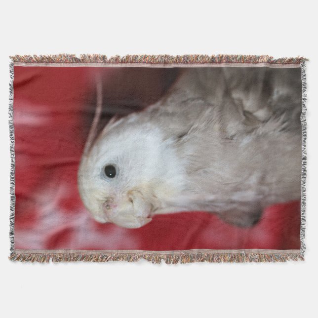 Reeples Filt (Framsidan)