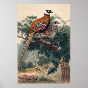 Reeves Pheasant av Joseph Varg Poster
