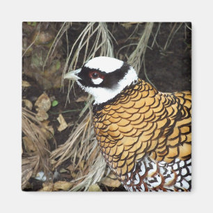 Reeve's Pheasant Magnet