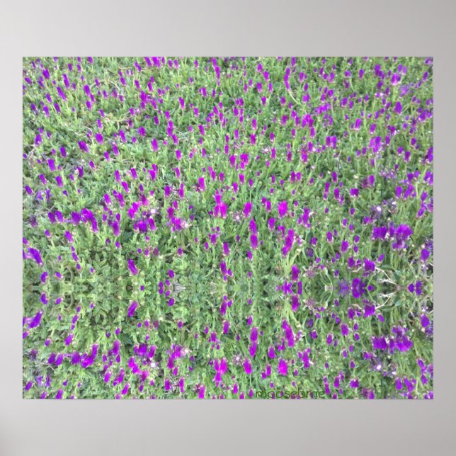 Reflection Print för lila Flower Patch 24x20 Poster (Framsidan)