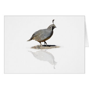 REFLEKTERADE QUAIL HÄLSNINGSKORT