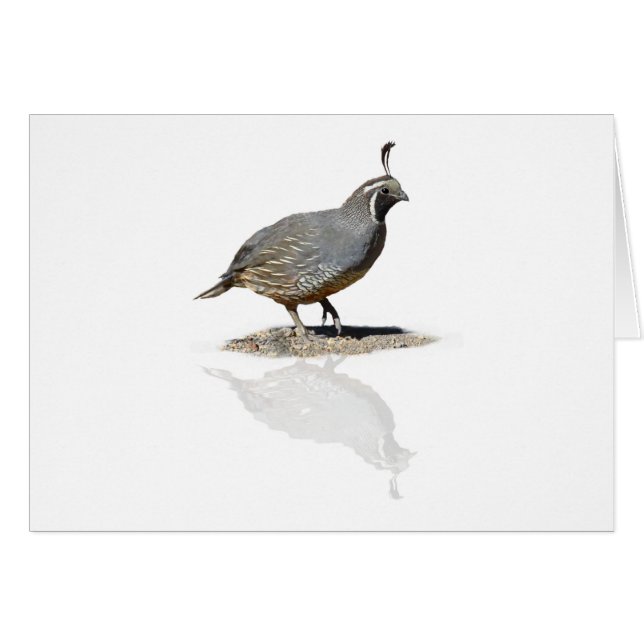 REFLEKTERADE QUAIL HÄLSNINGSKORT (Framsidan Horizontal)