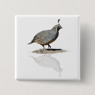 REFLEKTERADE QUAIL KNAPP