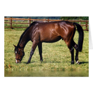 Reflekterande Bay Hälsningskort