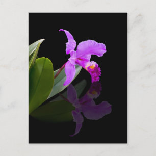 Reflekterat Beauty Orchid-vykort Vykort