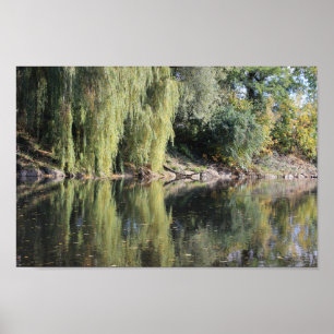 reflekterat Willow Träd i floden Poster