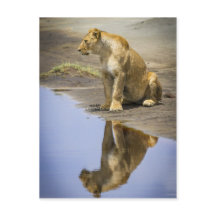 Reflektion av en Lioness