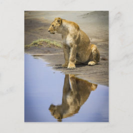 Reflektion av en Lioness Vykort