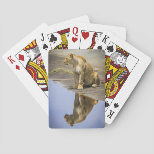Reflektion av ett Lioness-kort Kortlek
