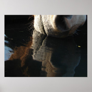 Reflektion av hästdrycker poster