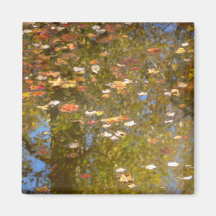 Reflektion av höst löv och ström vid Greenbelt Magnet