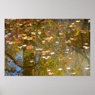Reflektion av höst löv och ström vid Greenbelt Poster