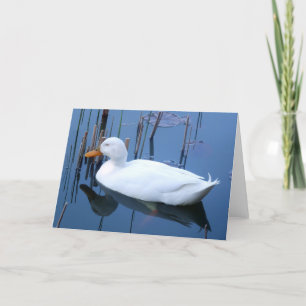 Reflektion av vit Anka vid sömn Kort