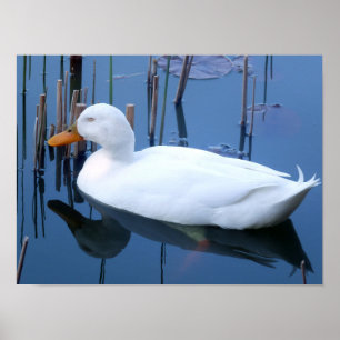 Reflektion av vit Anka vid sömn Poster