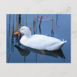 Reflektion av vit Anka vid sömn Vykort