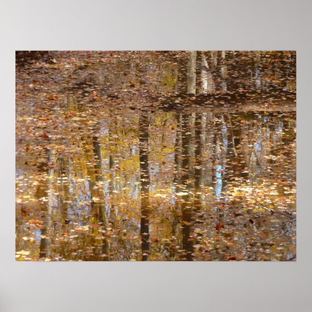 Reflektion i Still Creek vid Greenbelt Park Poster (Framsidan)