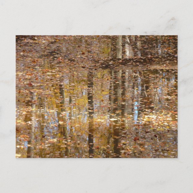 Reflektion i Stilla Bäck vid Greenbelt Park Vykort (Framsida)