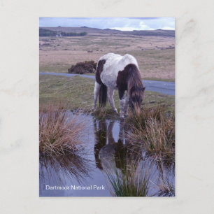 Reflektioner av en ponny Dartmoor Nationalpark Dev Vykort