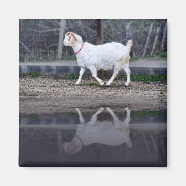 Reflektioner av en vit get, magnet (Framsidan)