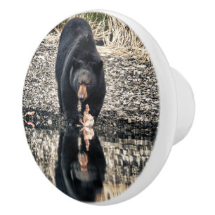 Reflektioner för svart björn knopp