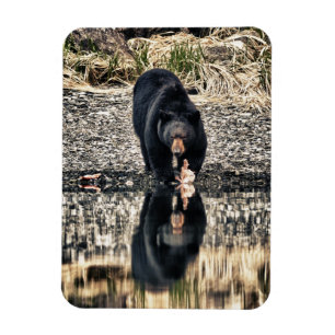 Reflektioner för svart björn magnet