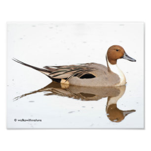 Reflektioner från norra Pintail Anka Fototryck