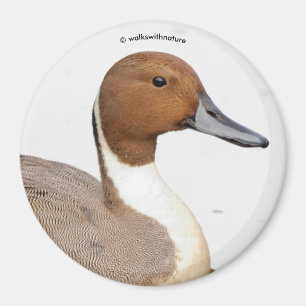 Reflektioner från norra Pintail Anka Magnet