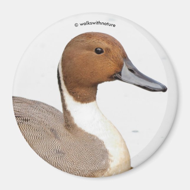 Reflektioner från norra Pintail Anka Magnet (Framsidan)