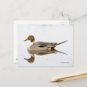 Reflektioner från norra Pintail Anka Vykort