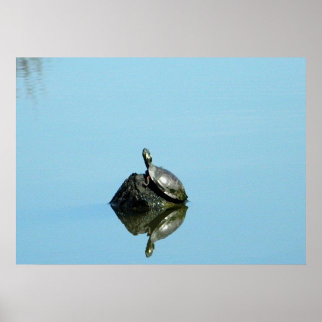 Reflektioner från Vår (Turtle) Poster (Framsidan)