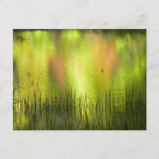 Reflektioner i Spegel Sjö | Yosemit Vykort (Framsida)