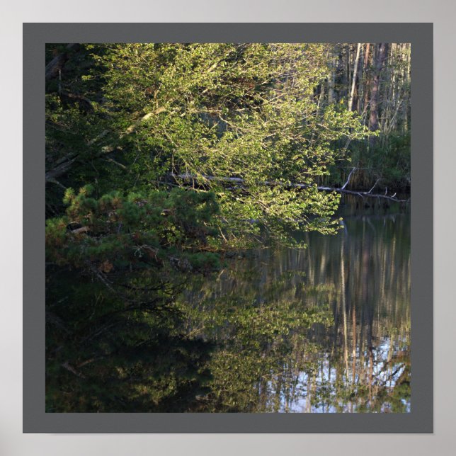 Reflektioner i träd Poster (Framsidan)