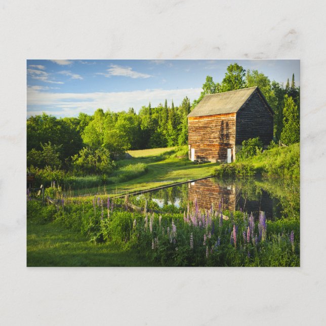 Reflektioner i vår i Adirondacks, N.Y. Vykort (Framsida)