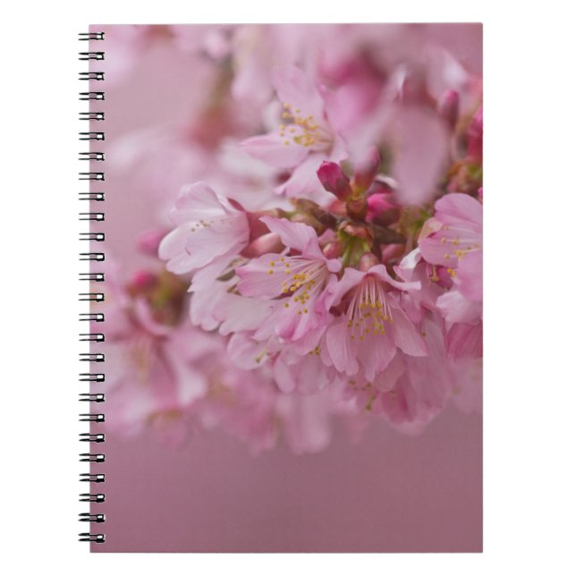 Reflektioner kring Blek Rosa av Sakura Cherry Blom Anteckningsbok (Framsidan)