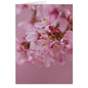 Reflektioner kring Blek Rosa av Sakura Cherry Blom Hälsningskort