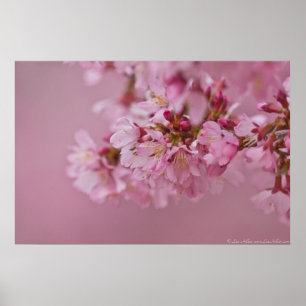 Reflektioner kring Blek Rosa av Sakura Cherry Blom Poster