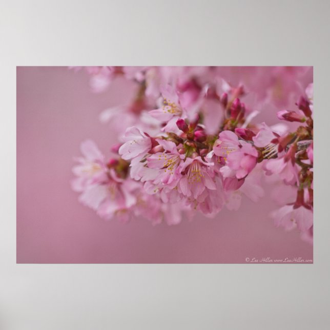 Reflektioner kring Blek Rosa av Sakura Cherry Blom Poster (Framsidan)
