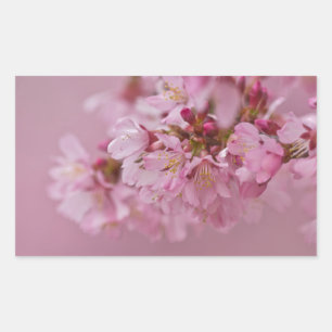 Reflektioner kring Blek Rosa av Sakura Cherry Blom Rektangulärt Klistermärke