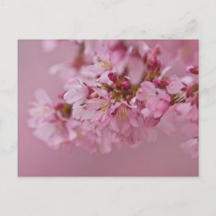 Reflektioner kring Blek Rosa av Sakura Cherry Blom Vykort