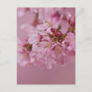 Reflektioner kring Blek Rosa av Sakura Cherry Blom Vykort