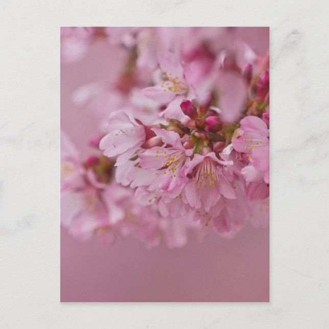 Reflektioner kring Blek Rosa av Sakura Cherry Blom Vykort (Framsida)