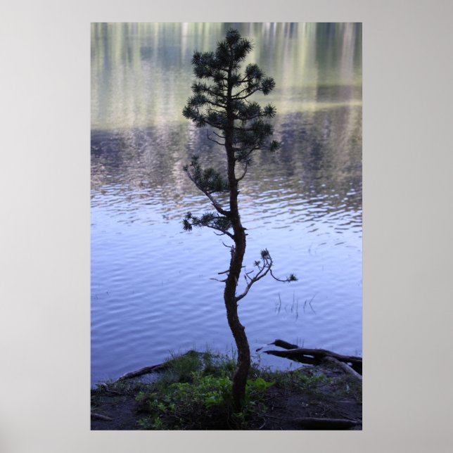 Reflektioner - Träd Poster (Framsidan)