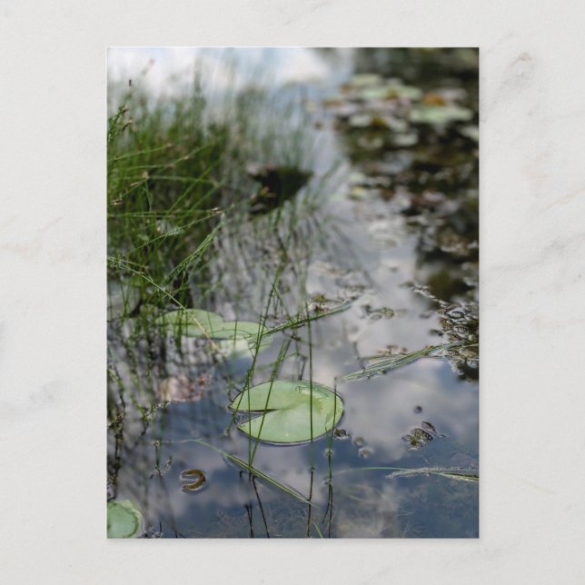 Reflektioner vid Vatten Kant Vykort (Framsida)