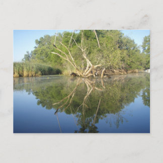 Reflektionsträd Vykort