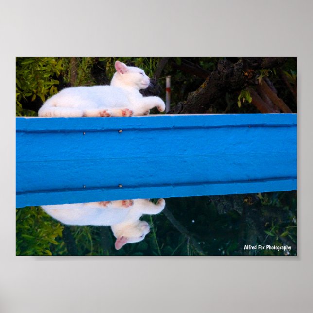 Reflexion av en vit katt poster (Framsidan)