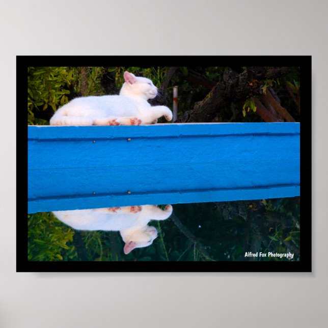 Reflexion av en vit katt poster (Framsidan)