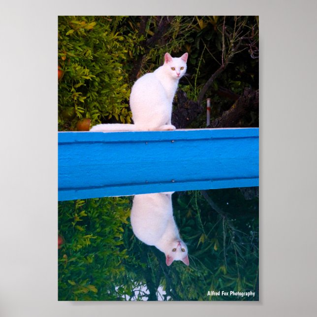 Reflexion av en vit kattporträtt poster (Framsidan)