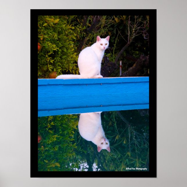 Reflexion av en vit kattporträtt poster (Framsidan)