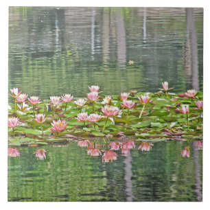 REFLEXIONER FÖR LOTUSBLOMMA BLOSSOMS/POND FÖR KAKELPLATTA
